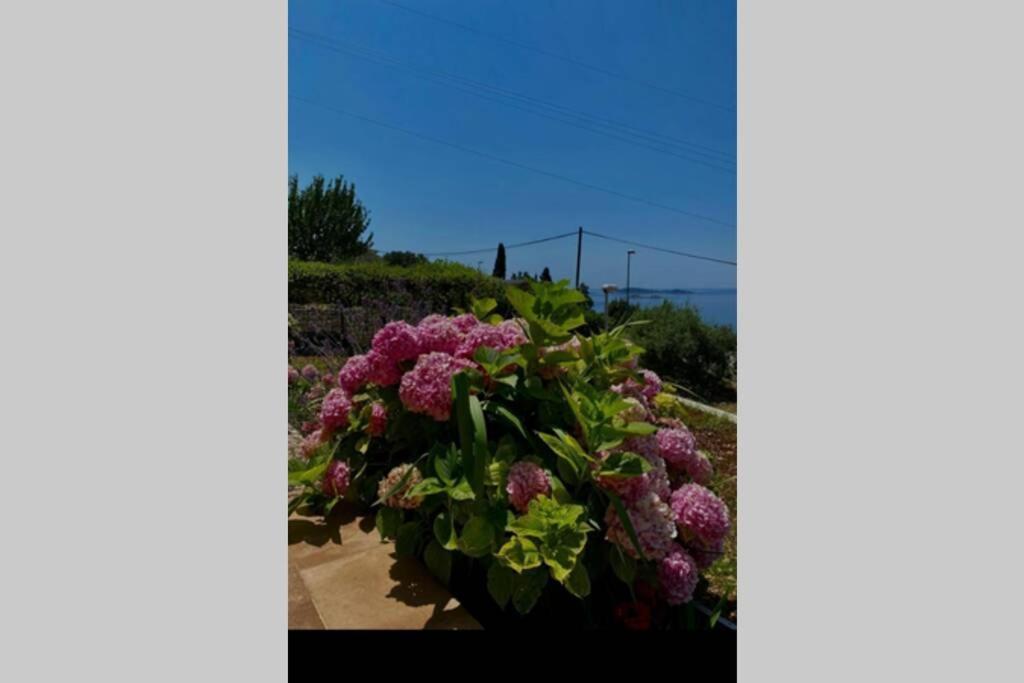 Villa Pergola -Apartment Roko 米利尼 外观 照片